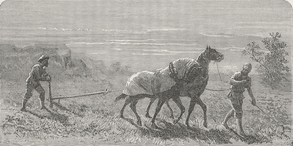 FARMING. West Turkestan. Ploughing in 1880 old antique vintage print picture